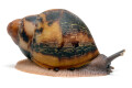 Archachatina marginata egregia Cameroon two-tone juvenil